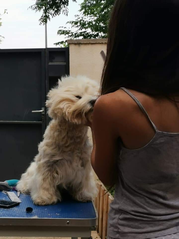 Spa canino