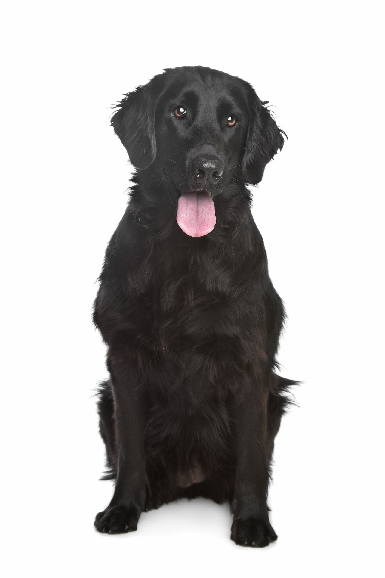 Peluquería canina